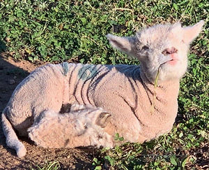 A Hillgrove Babydoll Southdown lamb lying and stretching
