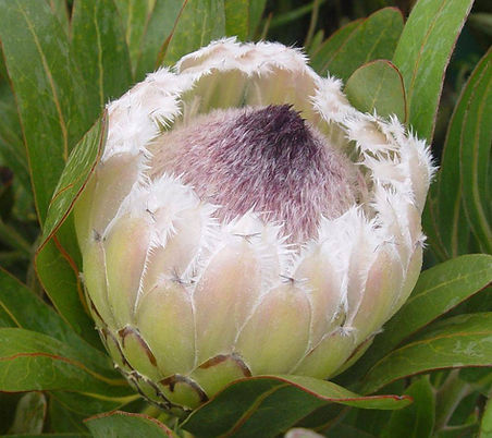 Protea Tasman Pearl