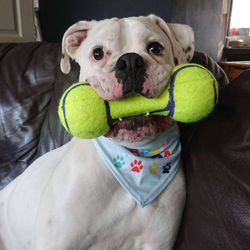 original?tenant=vbu-digital