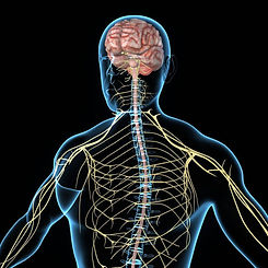 Autoimmune Diseases Pain Management Doctors Albany, Schenectady, Amsterdam, Clifton Park, Saratoga Springs, Rochester, Syracuse, Binghamton, Liverpool, Johnson City, Buffalo, NY