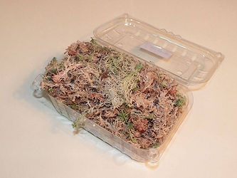 Spagnum moss veenmos bakje blisters the moss company
