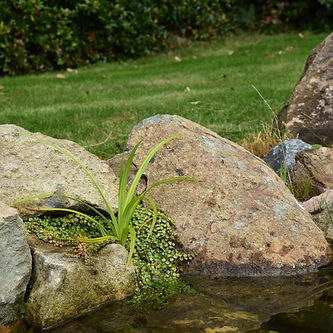 pond plants