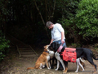 Johnsonville Dog Walker walking dogs on lead at Khandallah Park.