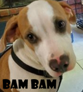 Bam Bam - tan and white mixed breed dog