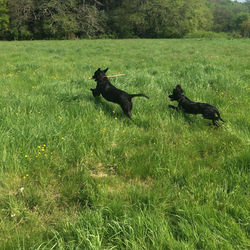 poole dog walker walking walkies Dorset