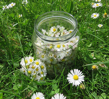 Cremes, Salben, Tinkturen mit Wildkräutern, Andrea Lupp - www.luppinie.de