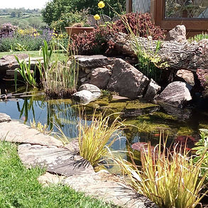 garden wildlife pond