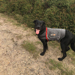 poole dog walker walking walkies Dorset