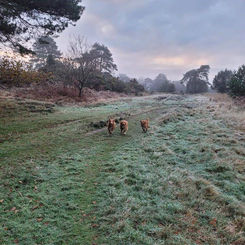 original?tenant=vbu-digital