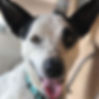 Paws On Pet Sitting, Phoenix, Arizona, dog sitting