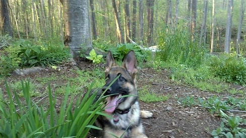 V Diamondburg german shepherd puppy