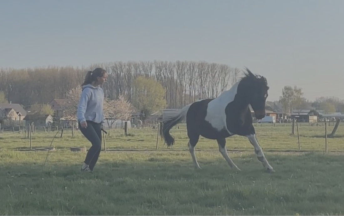 horsemanship