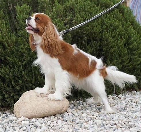 blenheim cavalier king charles spaniel