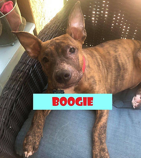 Boogie - brindle mixed breed dog