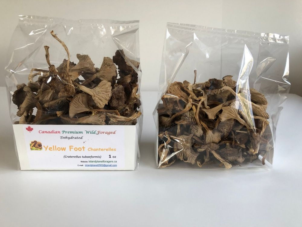 Yellow Foot Mushrooms (Winter Chanterelles)
