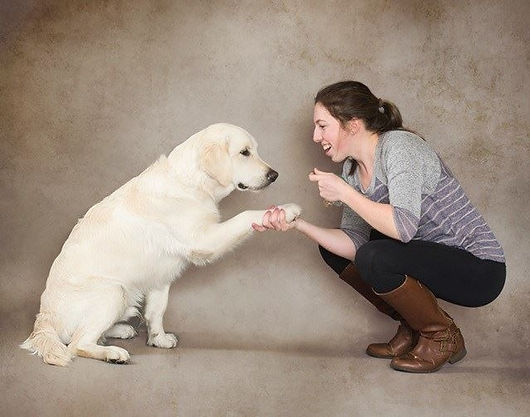 California-Golden Retriever - Bay area Golden-Family dog- White Golden's- English creams-Golden