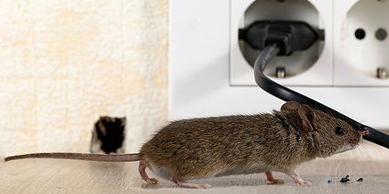Mouse and Rodent Management