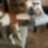 Phoenix Arizona, dog boarding, paws on pet sitting