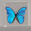 Thumbnail: Morpho didius in acrylic frame