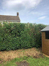Hedge