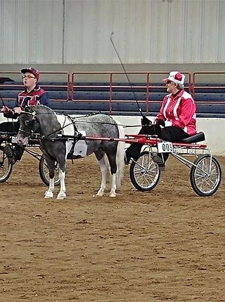 mini horse at show in roadster
