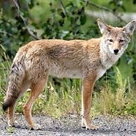 Coyote Dangers for Dogs