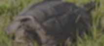bgImage