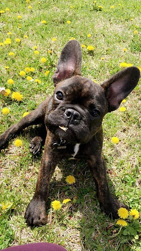 reiki healing pets horses any size any breed