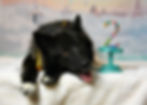 black dog on a photography set with number 2