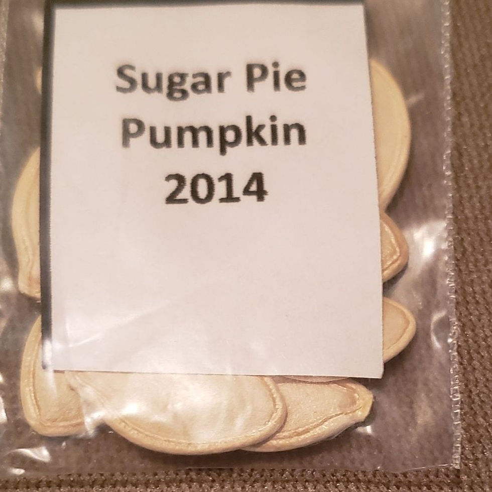 Pumpkin -Sugar Pie