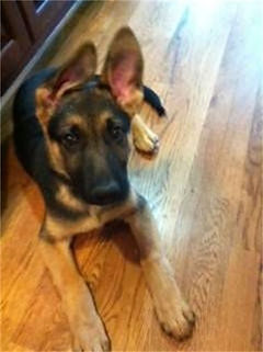 V Diamondburg german shepherd puppy