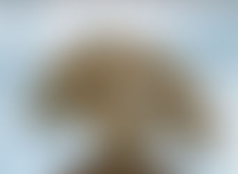 Excerpts: The Height of Perpetual Love (ISBN: 978-0-578-16722)