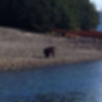 Alaska Coastal Brown Bear walking the beach