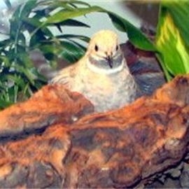 Phil's Best Button Quail logo