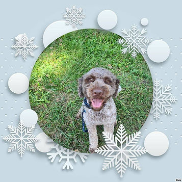 balades pour chien