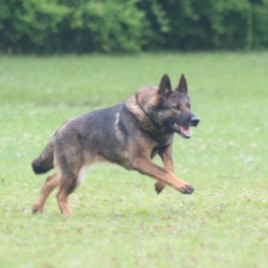 Xena
