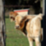 photography, animals, farm, country, cows, pasture, calf, bad day