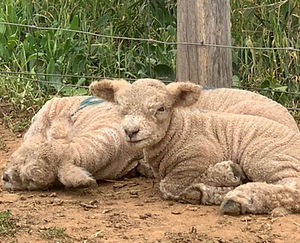 Two Hillgrove Babydoll Southdown lambs lying together side by side