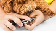 Dog nail clipping