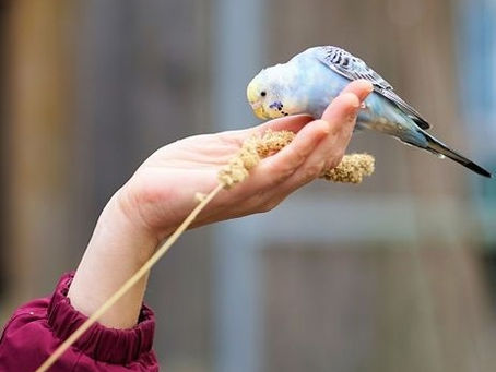 MI ENCUENTRO CON EL TAI CHI, UNA HISTORIA PERSONAL