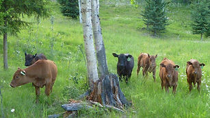 Angus Cattle - calves grazing