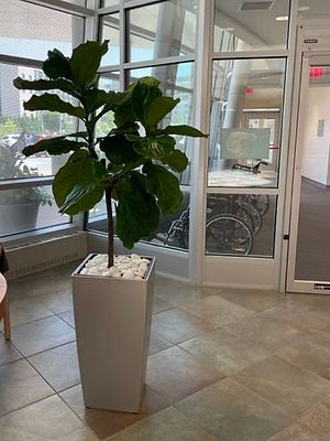 Fiddle Leaf Fig