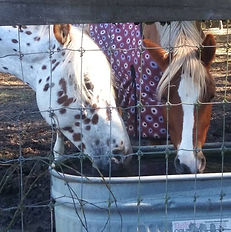 Pyx and buddy