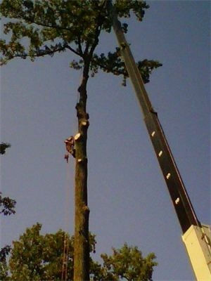 Tree removal service