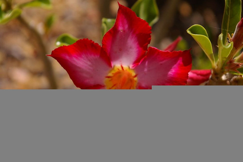 Adenium obesum