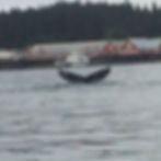 Humpback Whale Tail in Port Frederick