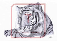 original?tenant=vbu-digital