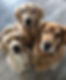 Anthem pet sitter, dog walker, dog boarding