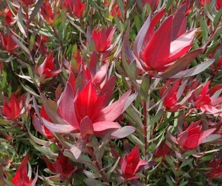 Leucadendron Bells Supreme