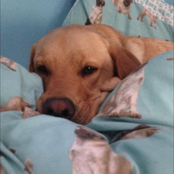 original?tenant=vbu-digital